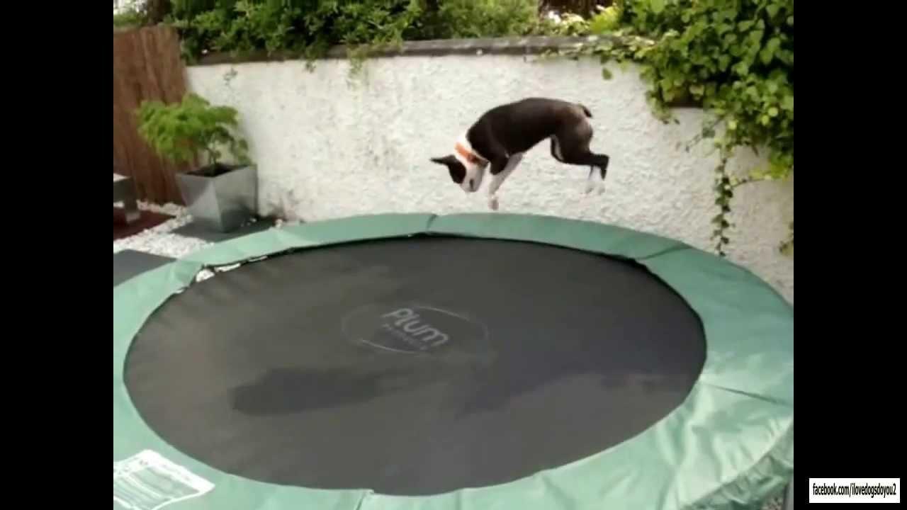 Can Dogs Go On Trampolines